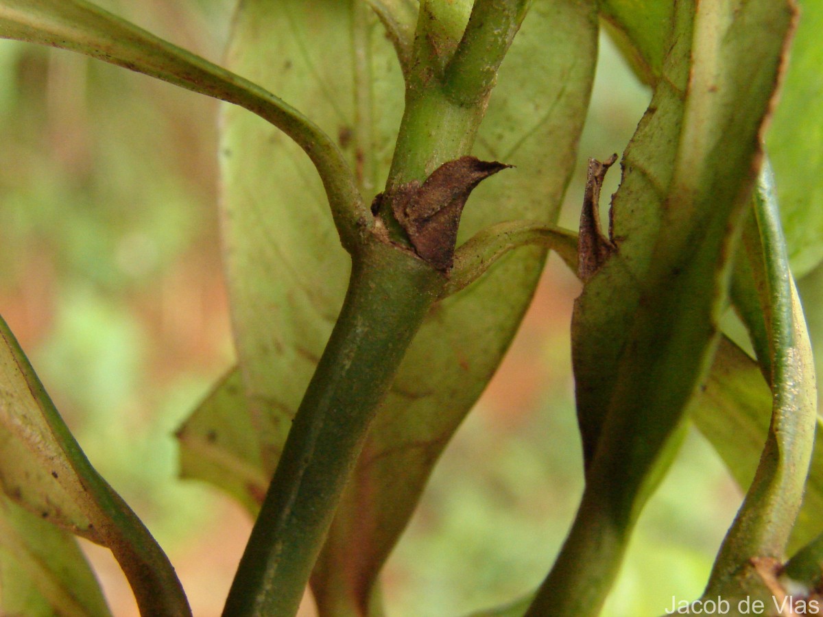 Psychotria gardneri Hook.f.